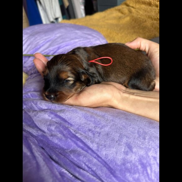 Dachshund (Standard &amp; Miniature) - Both
