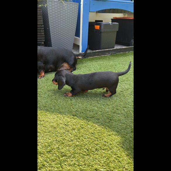 Dachshund (Standard &amp; Miniature) - Dogs
