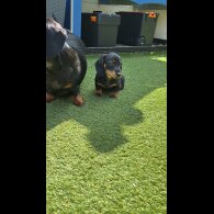 Dachshund (Standard &amp; Miniature) - Dogs