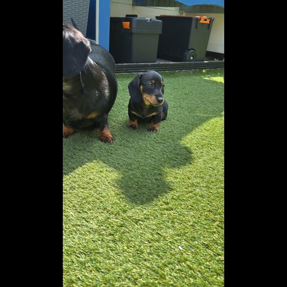 Dachshund (Standard &amp; Miniature) - Dogs