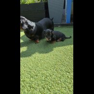 Dachshund (Standard &amp; Miniature) - Dogs