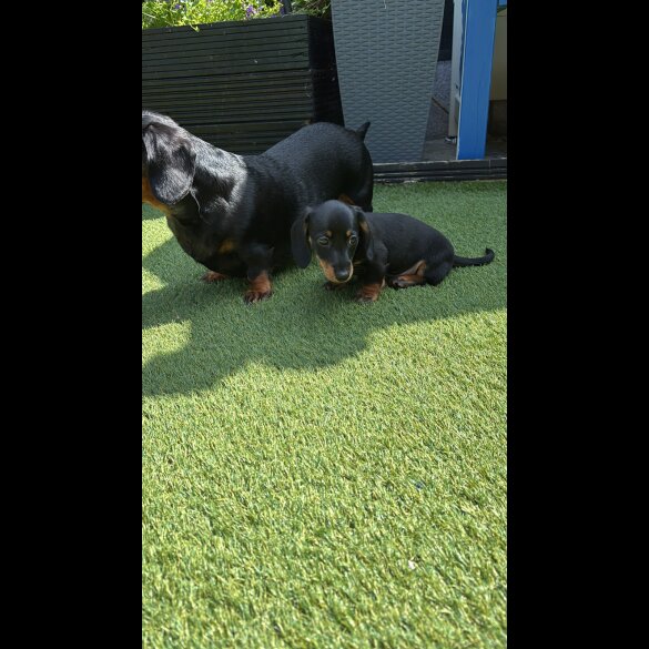 Dachshund (Standard &amp; Miniature) - Dogs