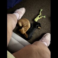 Dachshund (Standard &amp; Miniature) - Dogs