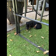 Dachshund (Standard &amp; Miniature) - Dogs
