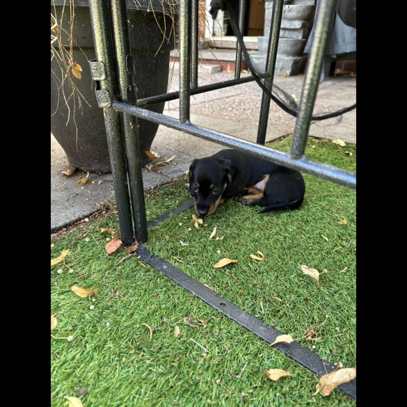 Dachshund (Standard &amp; Miniature) - Dogs