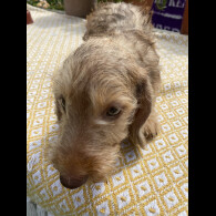 Dachshund (Standard &amp; Miniature) - Dogs