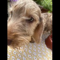 Dachshund (Standard &amp; Miniature) - Dogs