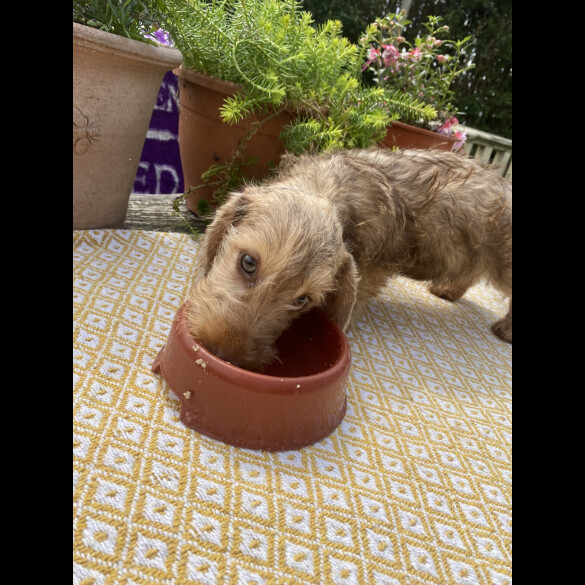 Dachshund (Standard &amp; Miniature) - Dogs