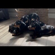 Dachshund (Standard &amp; Miniature) - Both