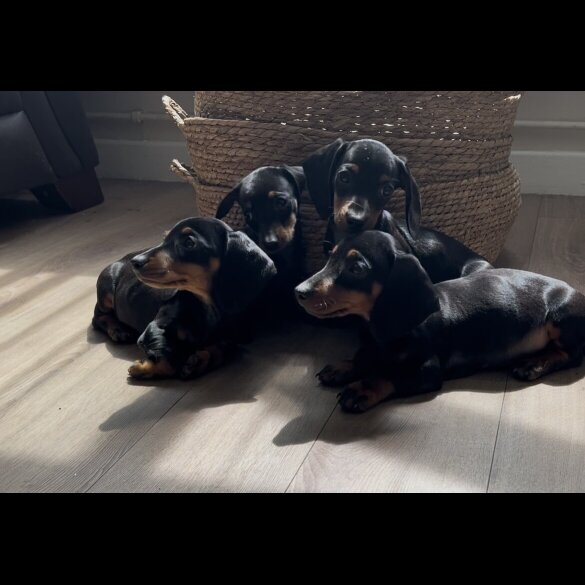 Dachshund (Standard &amp; Miniature) - Both