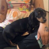 Dachshund (Standard &amp; Miniature) - Both