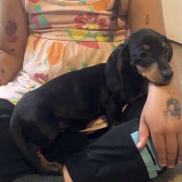 Dachshund (Standard &amp; Miniature) - Both