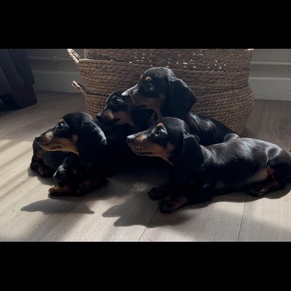 Dachshund (Standard &amp; Miniature) - Both
