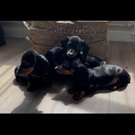 Dachshund (Standard &amp; Miniature) - Both