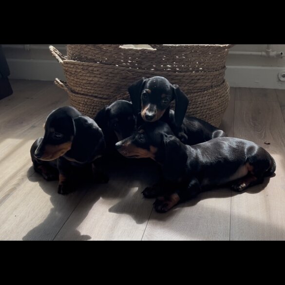 Dachshund (Standard &amp; Miniature) - Both