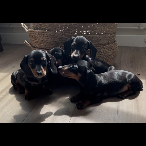 Dachshund (Standard &amp; Miniature) - Both