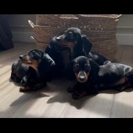 Dachshund (Standard &amp; Miniature) - Both