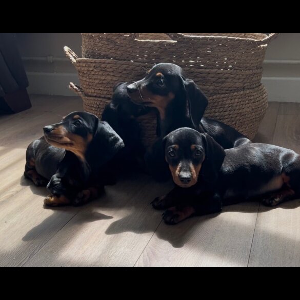 Dachshund (Standard &amp; Miniature) - Both