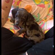 Dachshund (Standard &amp; Miniature) - Both
