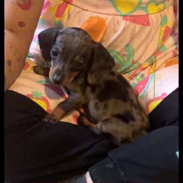 Dachshund (Standard &amp; Miniature) - Both