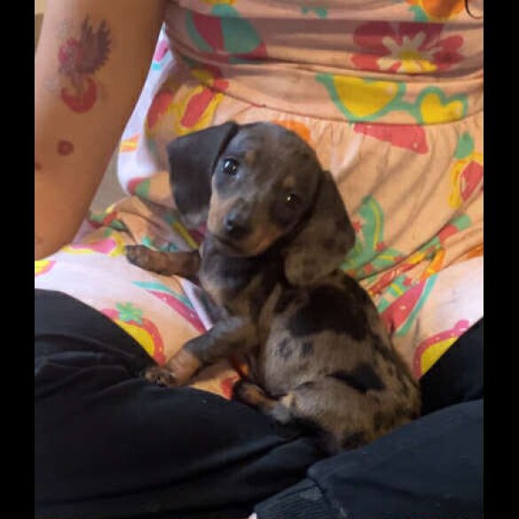 Dachshund (Standard &amp; Miniature) - Both
