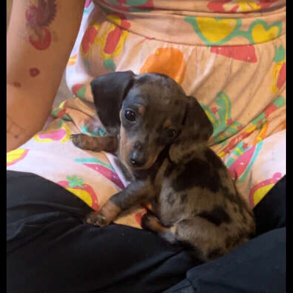 Dachshund (Standard &amp; Miniature) - Both