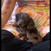 Dachshund (Standard &amp; Miniature) - Both