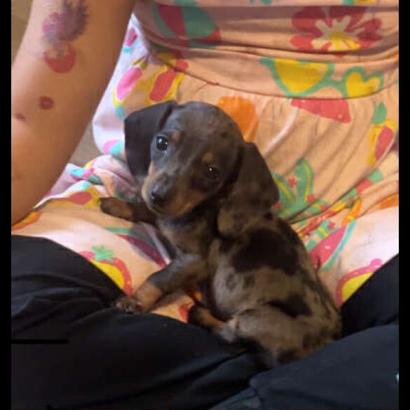 Dachshund (Standard &amp; Miniature) - Both