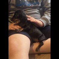 Dachshund (Standard &amp; Miniature) - Both