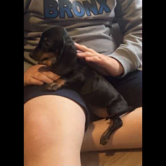 Dachshund (Standard &amp; Miniature) - Both