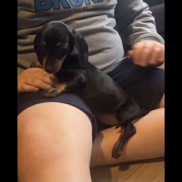 Dachshund (Standard &amp; Miniature) - Both
