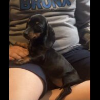 Dachshund (Standard &amp; Miniature) - Both