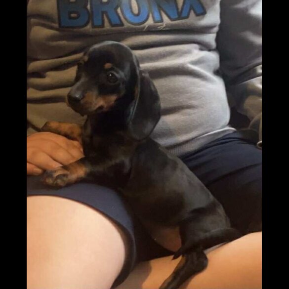 Dachshund (Standard &amp; Miniature) - Both