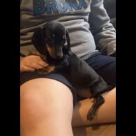 Dachshund (Standard &amp; Miniature) - Both