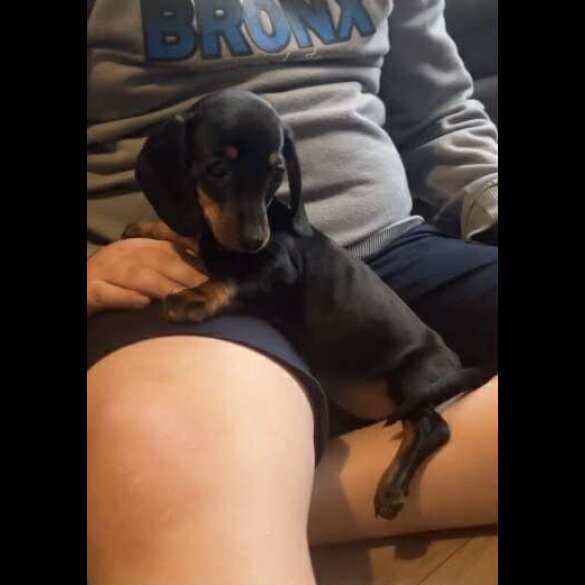 Dachshund (Standard &amp; Miniature) - Both