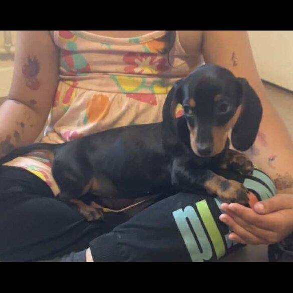 Dachshund (Standard &amp; Miniature) - Both