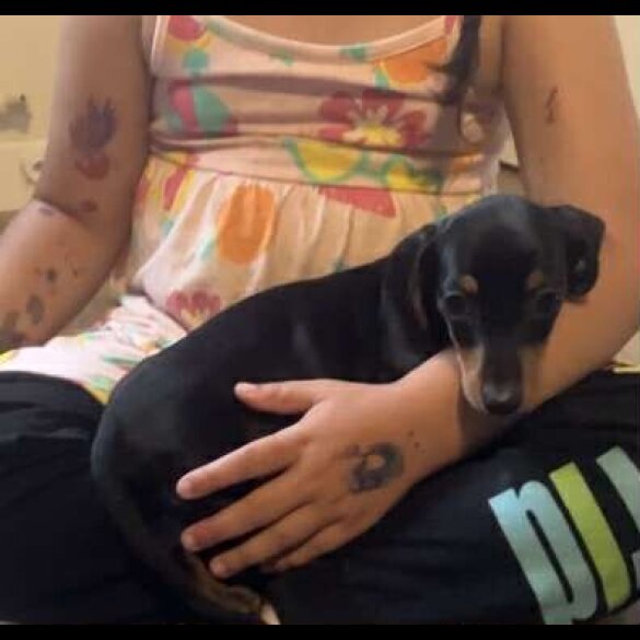 Dachshund (Standard &amp; Miniature) - Both