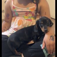 Dachshund (Standard &amp; Miniature) - Both