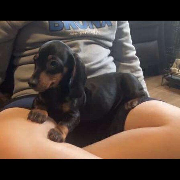 Dachshund (Standard &amp; Miniature) - Both