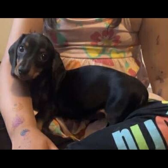 Dachshund (Standard &amp; Miniature) - Both