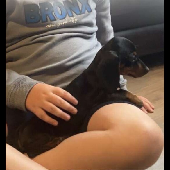 Dachshund (Standard &amp; Miniature) - Both