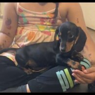 Dachshund (Standard &amp; Miniature) - Both