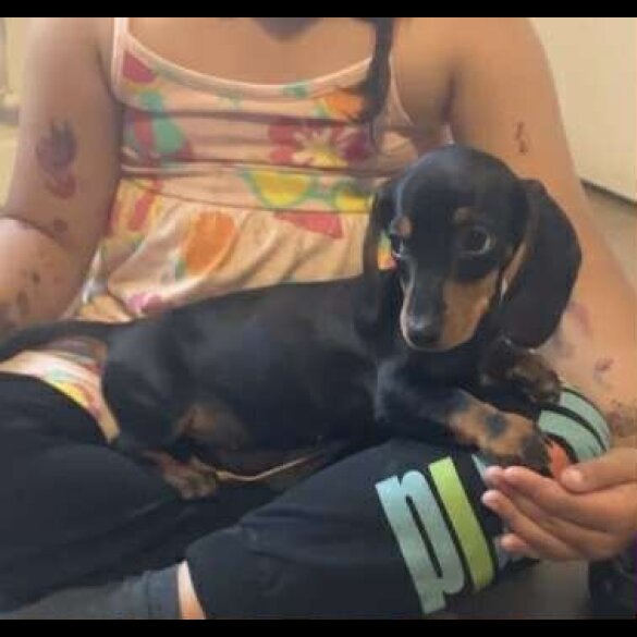 Dachshund (Standard &amp; Miniature) - Both