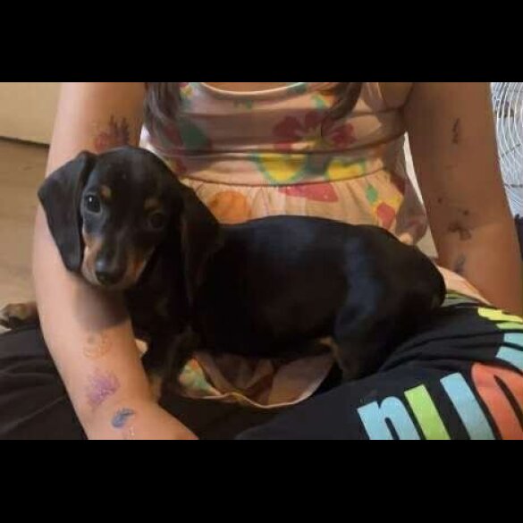 Dachshund (Standard &amp; Miniature) - Both