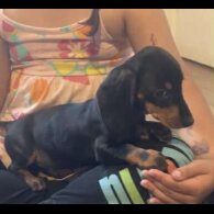 Dachshund (Standard &amp; Miniature) - Both