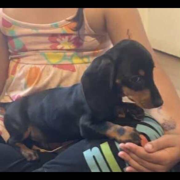 Dachshund (Standard &amp; Miniature) - Both