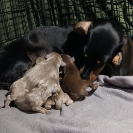 Dachshund (Standard &amp; Miniature) - Both
