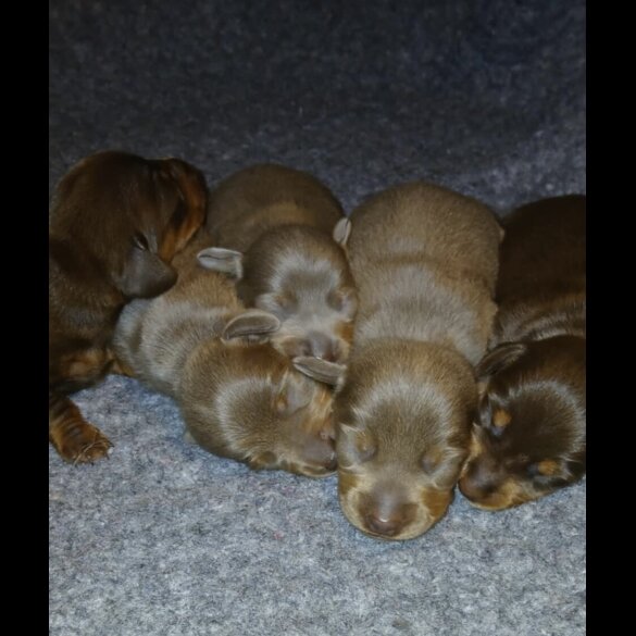 Dachshund (Standard &amp; Miniature) - Both