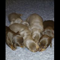 Dachshund (Standard &amp; Miniature) - Both