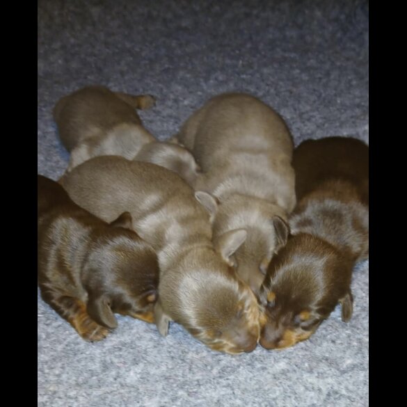 Dachshund (Standard &amp; Miniature) - Both